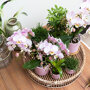 Roze orchidee en succulenten op gouden schaal